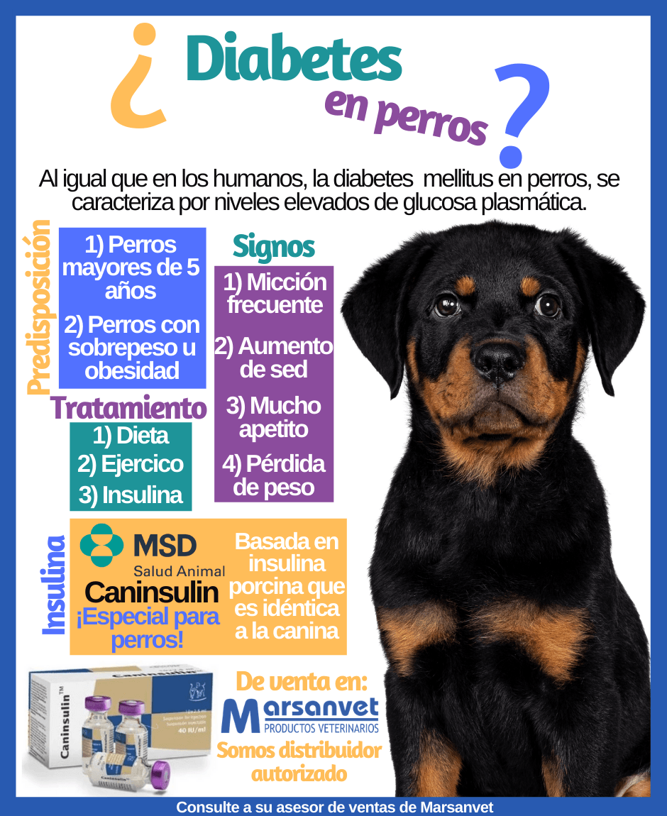 CANINSULIN, la insulina especial para perros diabético