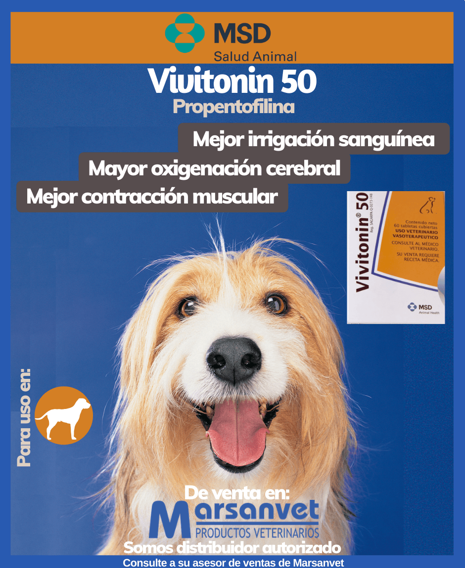 ¿Cómo mejorar la calidad de vida de perros geriátricos?