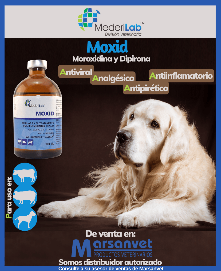 MOXID, el antiviral inyectable contra el virus del Distemper canino